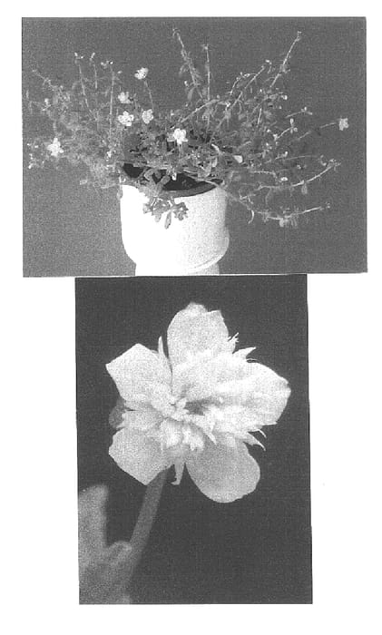Figure 1 of US plant patent PP16082, the photograph of Pink Panther printed in the patent.