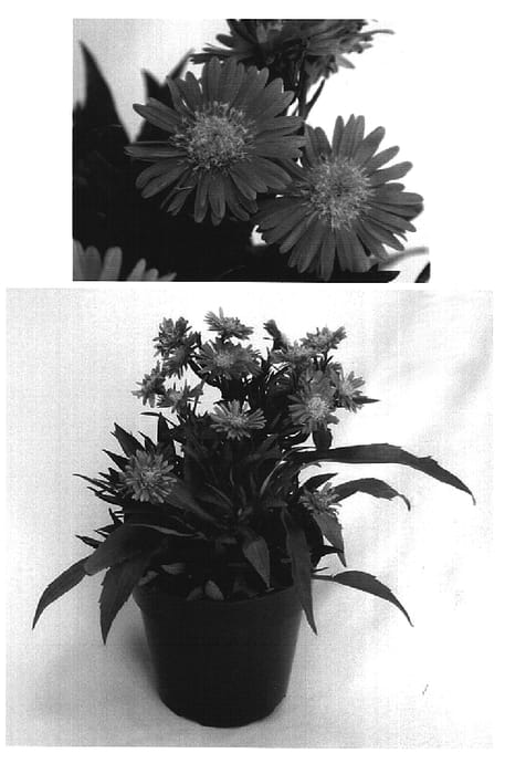 Figure 1 of US plant patent PP16083, the photograph of Kiestrbl printed in the patent.