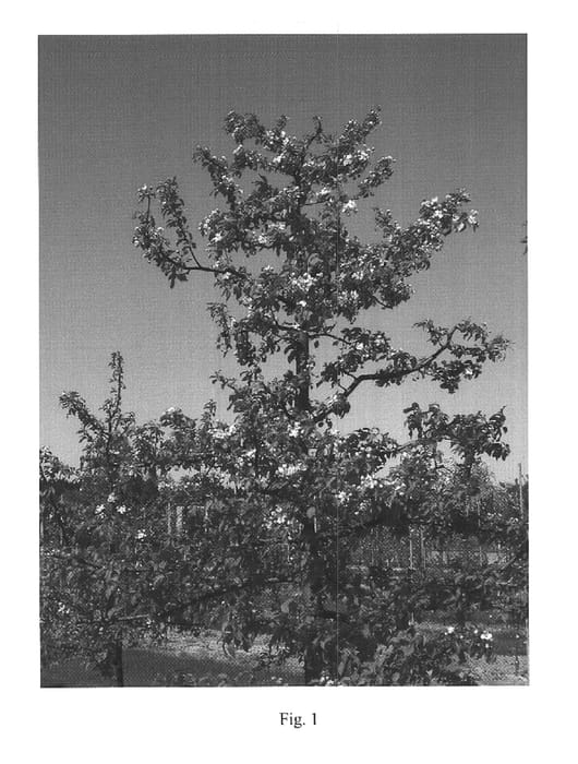 Figure 1 of US plant patent PP16084, the photograph of UEB 3375/2 printed in the patent.