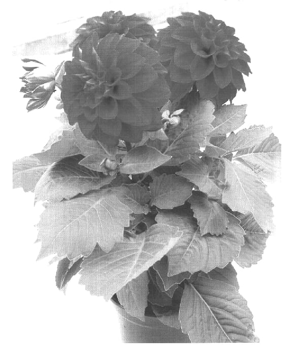 Figure 1 of US plant patent PP16085, the photograph of Bahamas printed in the patent.