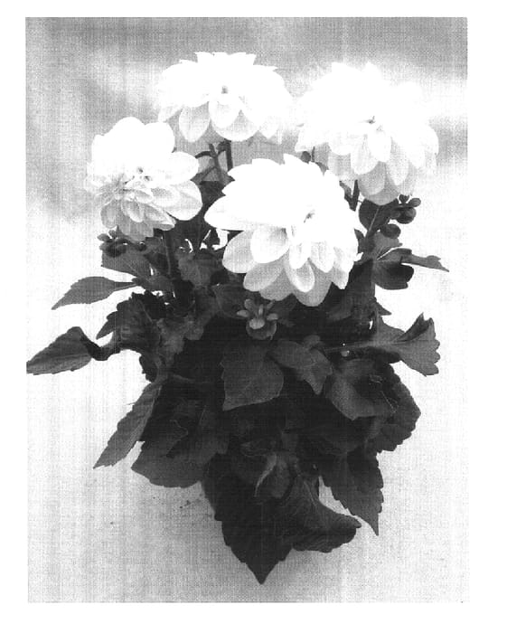 Figure 1 of US plant patent PP16086, the photograph of Bounty printed in the patent.