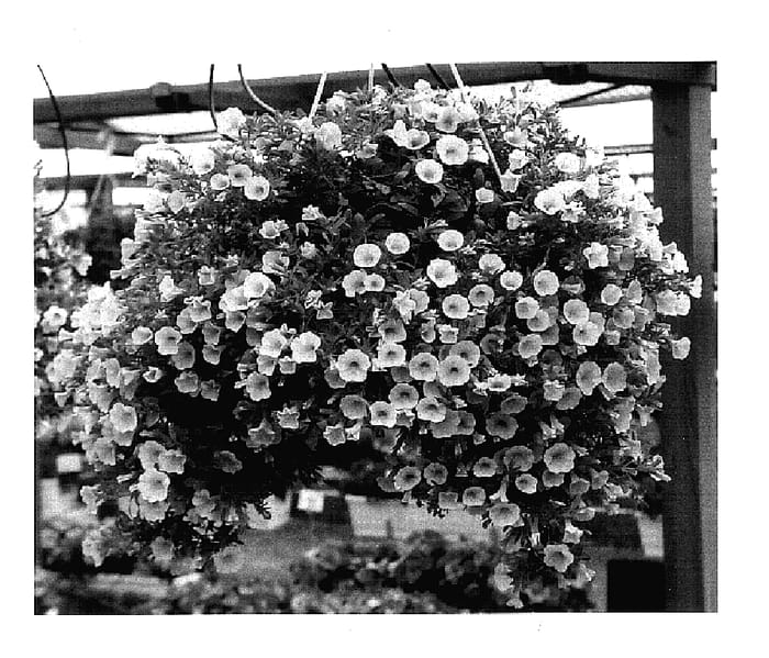 Figure 1 of US plant patent PP16087, the photograph of KLEC03085 printed in the patent.