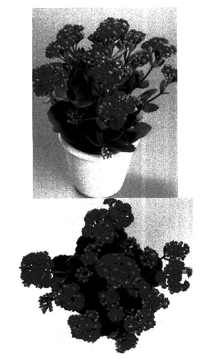 Figure 1 of US plant patent PP16088, the photograph of KJ 2002 0521 printed in the patent.
