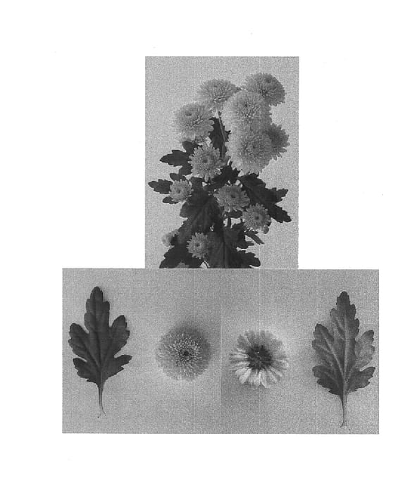 Figure 1 of US plant patent PP16089, the photograph of Espinal printed in the patent.