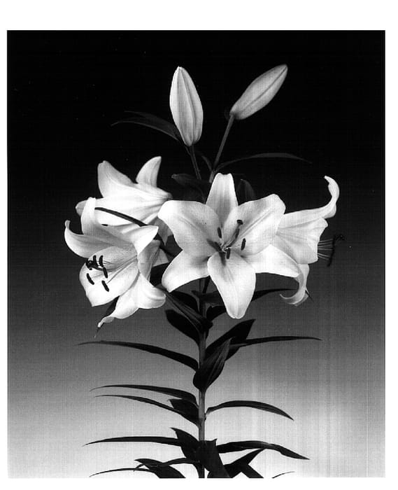 Figure 1 of US plant patent PP16090, the photograph of Tarragona printed in the patent.