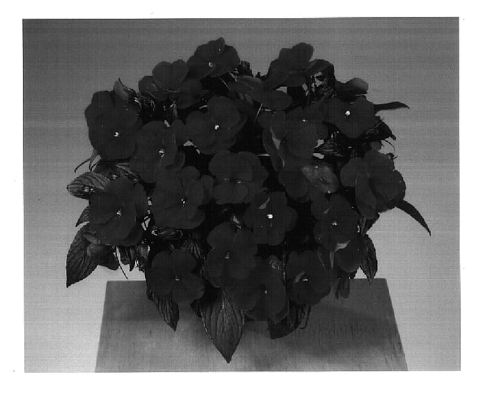 Figure 1 of US plant patent PP16091, the photograph of Fisupnic Flame printed in the patent.