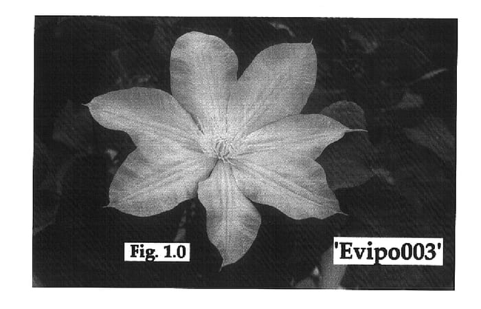 Figure 1 of US plant patent PP16092, the photograph of Evipo003 printed in the patent.
