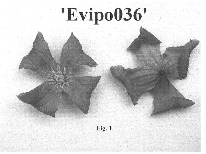 Figure 1 of US plant patent PP16093, the photograph of Evipo036 printed in the patent.