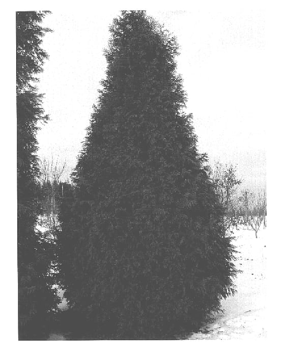 Figure 1 of US plant patent PP16094, the photograph of Steeplechase printed in the patent.