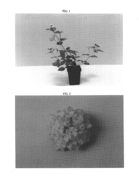 Figure 1 of US plant patent PP16095, the photograph of Balandgold printed in the patent.