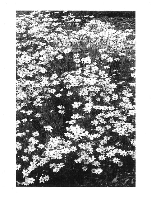 Figure 1 of US plant patent PP16096, the photograph of Crème Brulée printed in the patent.