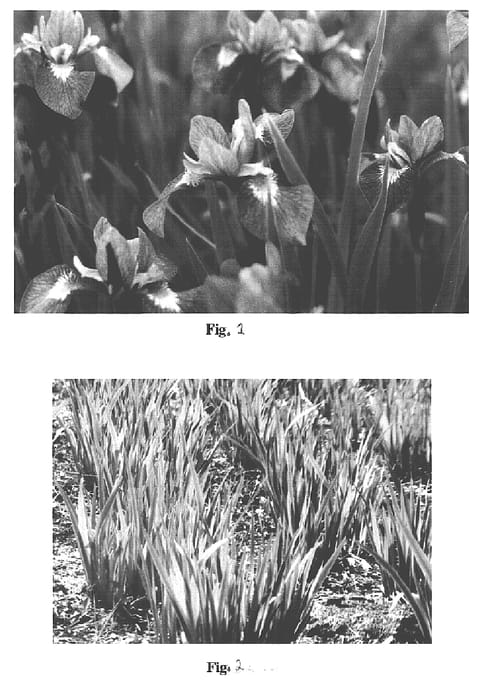 Figure 1 of US plant patent PP16097, the photograph of Mainestream Tempest printed in the patent.