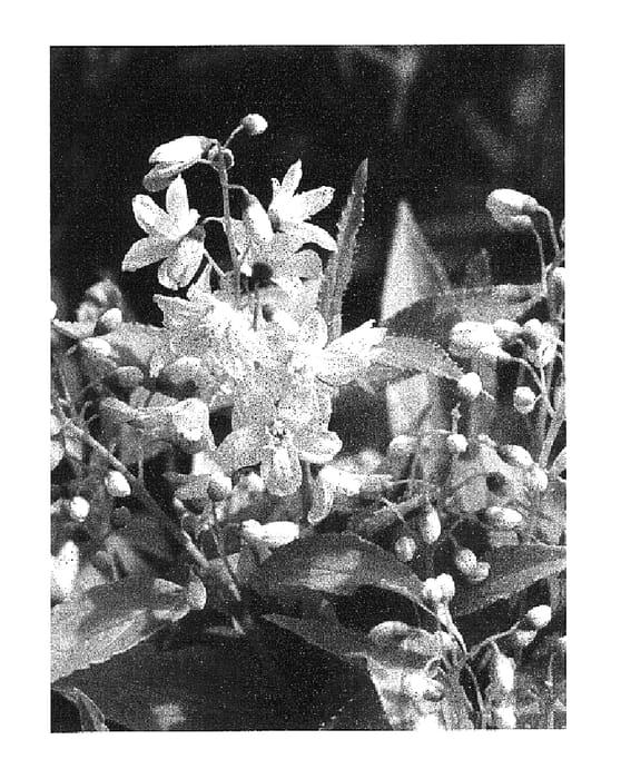 Figure 1 of US plant patent PP16098, the photograph of Duncan printed in the patent.