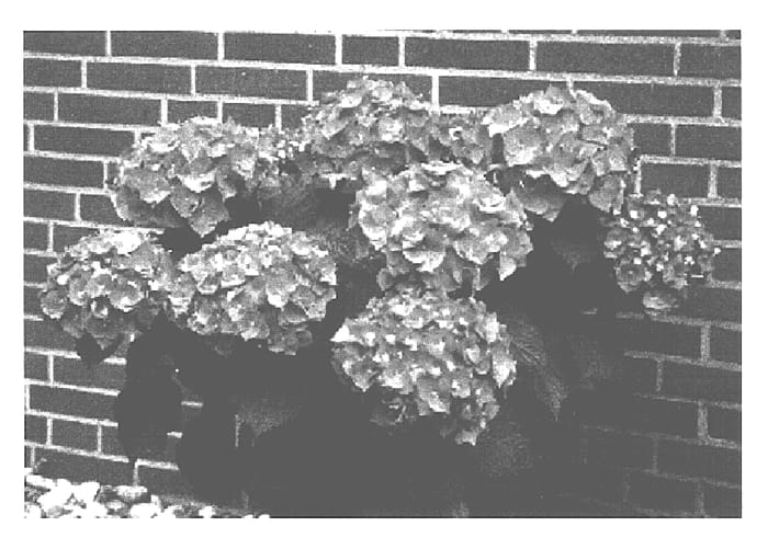 Figure 1 of US plant patent PP16099, the photograph of Bela printed in the patent.