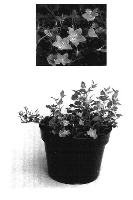 Figure 1 of US plant patent PP16100, the photograph of Bencamp 46 printed in the patent.