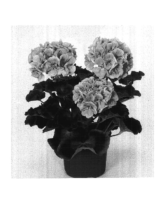 Figure 1 of US plant patent PP16101, the photograph of Fisum Pink printed in the patent.