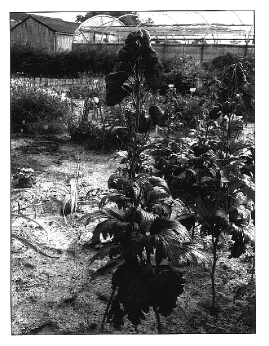 Figure 1 of US plant patent PP16102, the photograph of Royal Flush printed in the patent.
