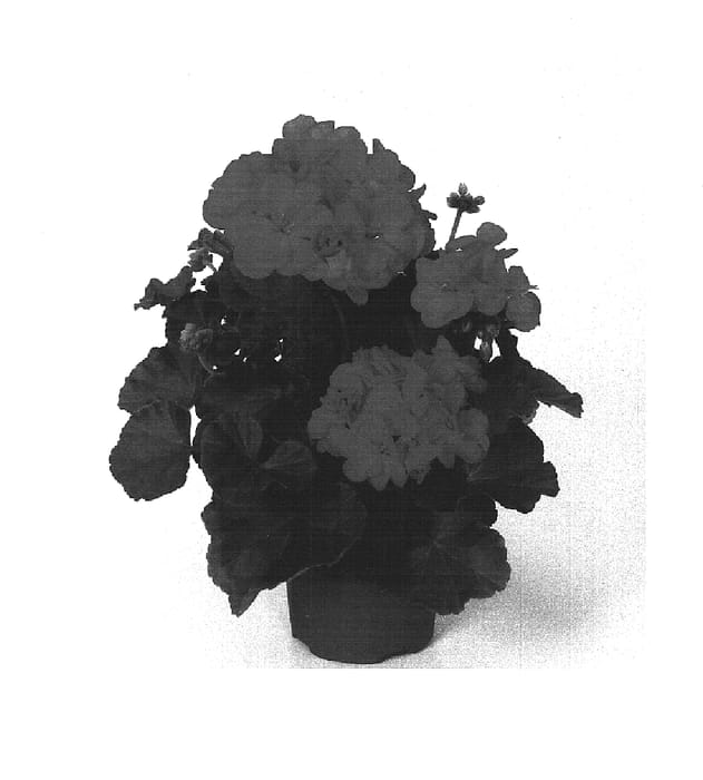 Figure 1 of US plant patent PP16103, the photograph of Fisum Coral Red printed in the patent.