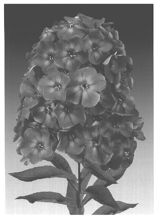 Figure 1 of US plant patent PP16104, the photograph of Junior Dream printed in the patent.