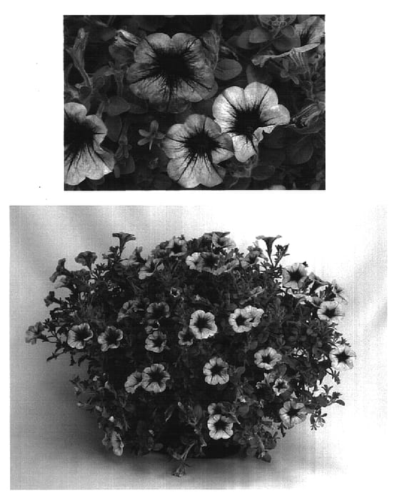 Figure 1 of US plant patent PP16105, the photograph of Petpo26 printed in the patent.