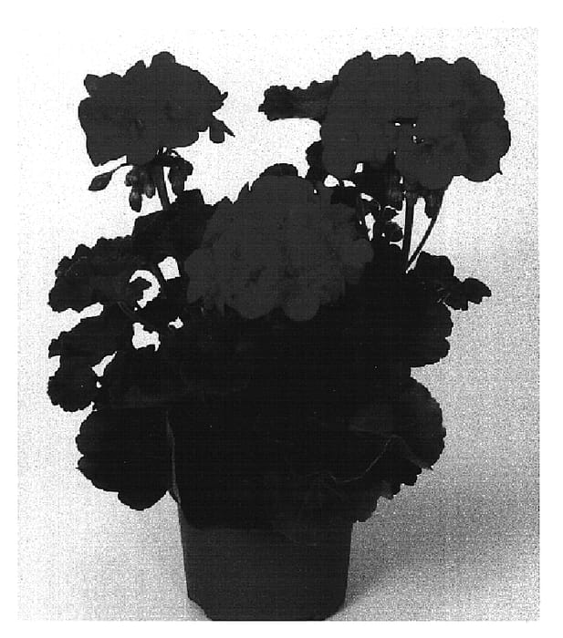 Figure 1 of US plant patent PP16106, the photograph of Fisum Red printed in the patent.