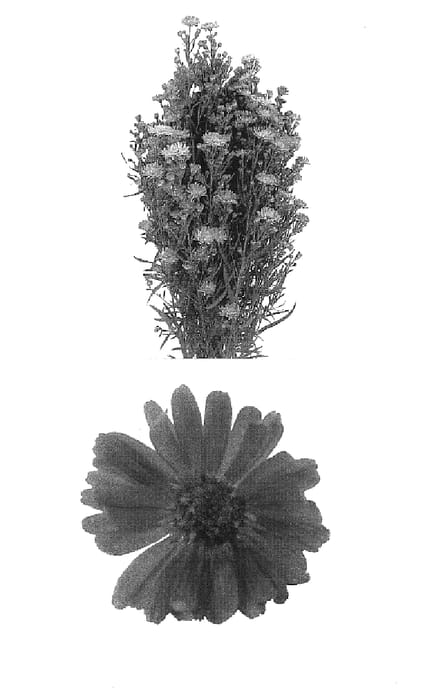 Figure 1 of US plant patent PP16107, the photograph of Esmbrasil printed in the patent.