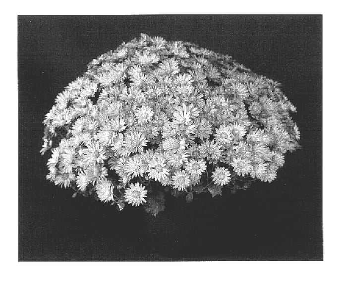 Figure 1 of US plant patent PP16108, the photograph of Yoerin printed in the patent.