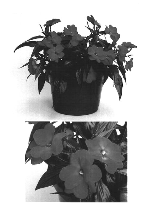 Figure 1 of US plant patent PP16109, the photograph of Visinfscar printed in the patent.
