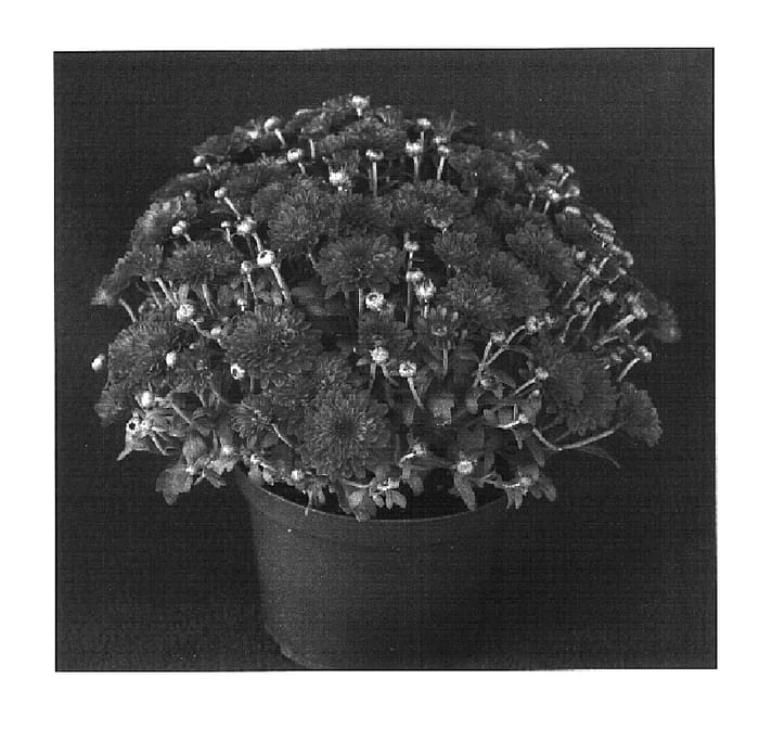 Figure 1 of US plant patent PP16110, the photograph of Yotabitha printed in the patent.