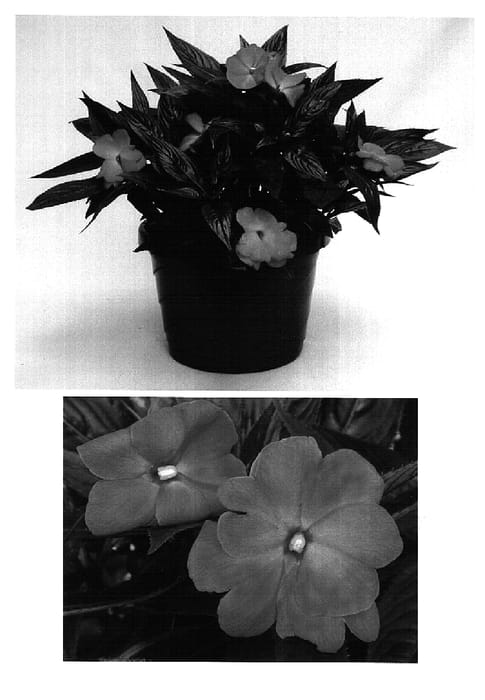Figure 1 of US plant patent PP16111, the photograph of Visinflav printed in the patent.