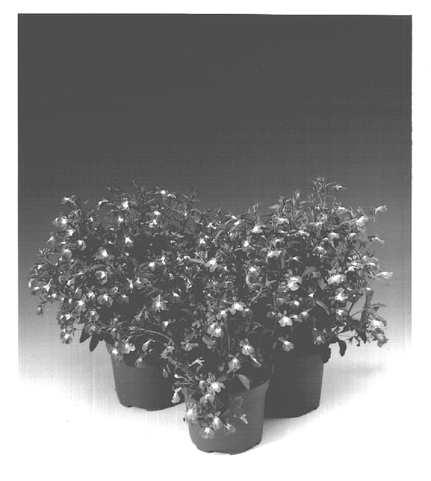Figure 1 of US plant patent PP16112, the photograph of Lobetis printed in the patent.