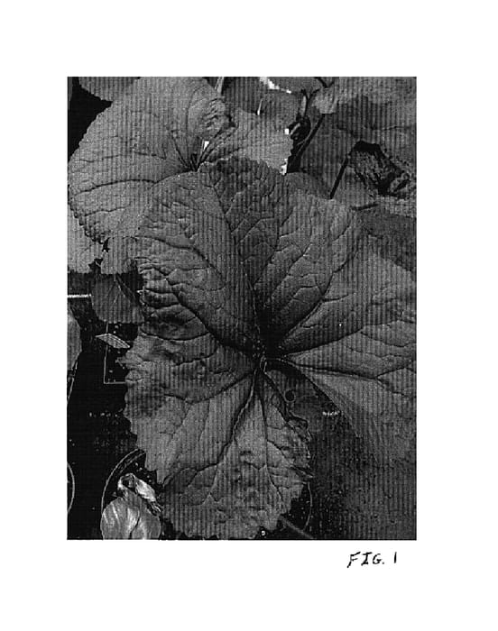 Figure 1 of US plant patent PP16113, the photograph of Britt-Marie Crawford printed in the patent.