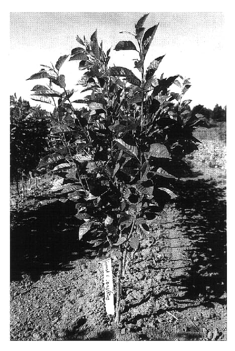 Figure 1 of US plant patent PP16114, the photograph of LC-52 printed in the patent.