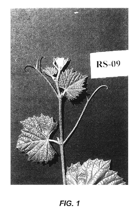 Figure 1 of US plant patent PP16115, the photograph of RS-9 printed in the patent.