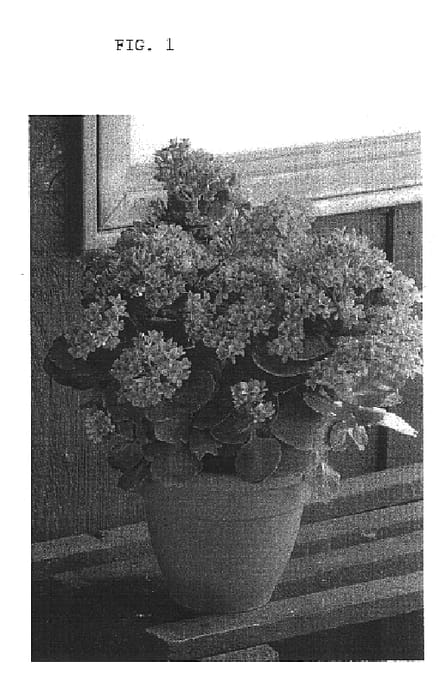Figure 1 of US plant patent PP16116, the photograph of Pellinore printed in the patent.