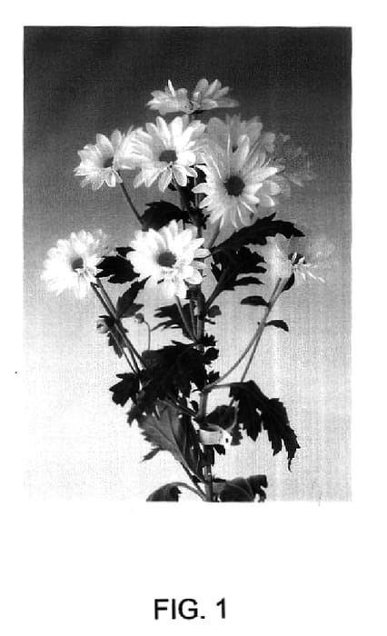 Figure 1 of US plant patent PP16117, the photograph of Redock White printed in the patent.