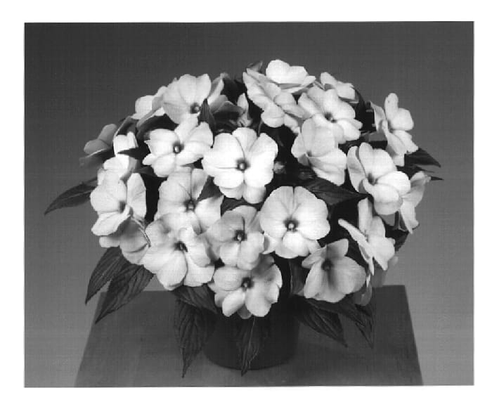 Figure 1 of US plant patent PP16118, the photograph of Fisupnic Lipink printed in the patent.