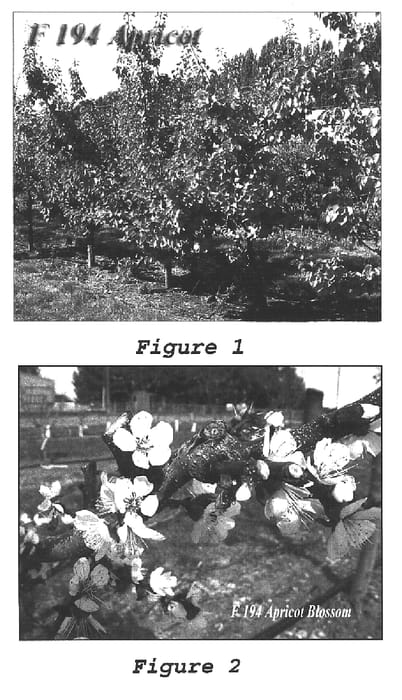 Figure 1 of US plant patent PP16119, the photograph of F194 cv printed in the patent.