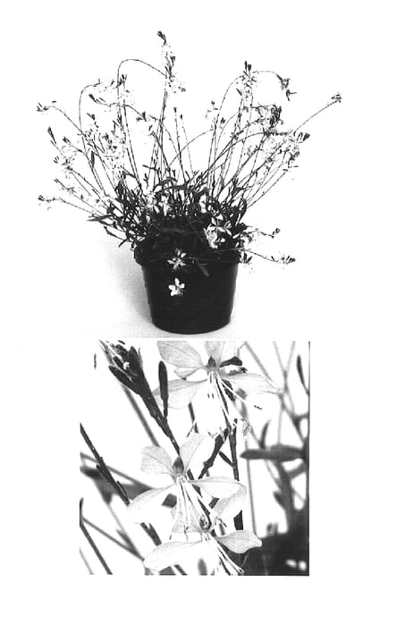 Figure 1 of US plant patent PP16120, the photograph of Perky Pink printed in the patent.