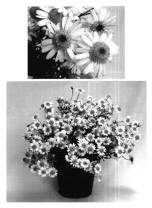 Figure 1 of US plant patent PP16121, the photograph of Supa0186 printed in the patent.