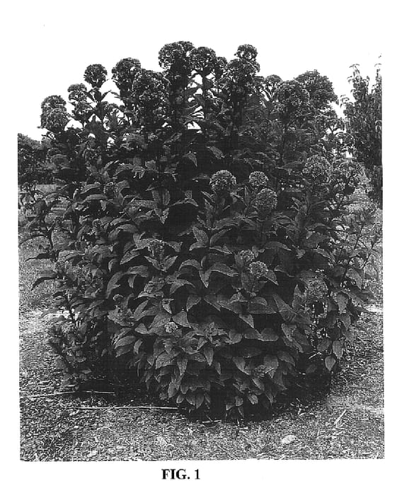 Figure 1 of US plant patent PP16122, the photograph of Little Joe printed in the patent.