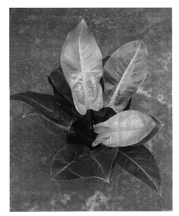 Figure 1 of US plant patent PP16123, the photograph of Pastel Sport #2 printed in the patent.