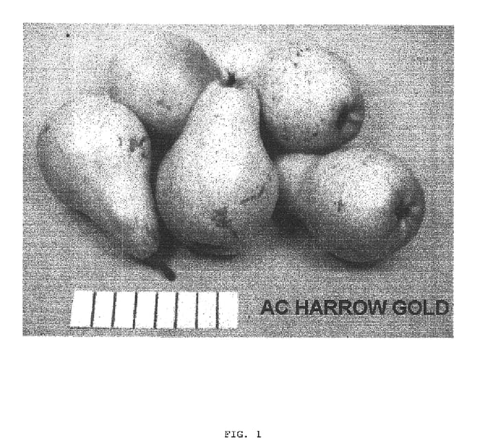 Figure 1 of US plant patent PP16124, the photograph of HW616 printed in the patent.
