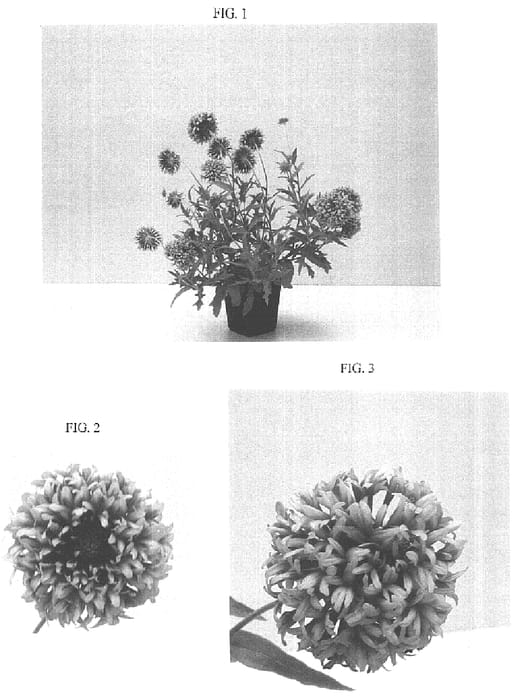 Figure 1 of US plant patent PP16125, the photograph of Baltorflam printed in the patent.