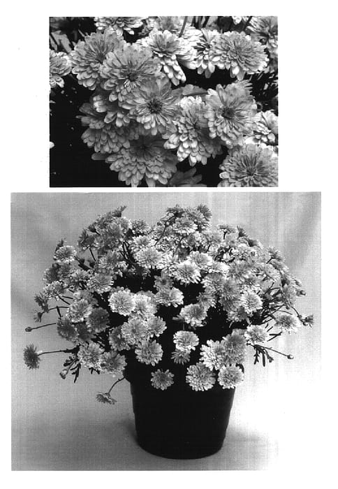 Figure 1 of US plant patent PP16126, the photograph of Supa538 printed in the patent.