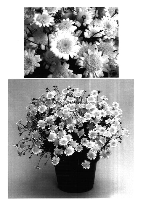 Figure 1 of US plant patent PP16127, the photograph of Supa3047 printed in the patent.