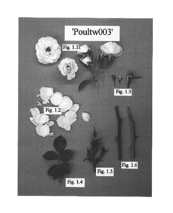 Figure 1 of US plant patent PP16128, the photograph of POULtw003 printed in the patent.