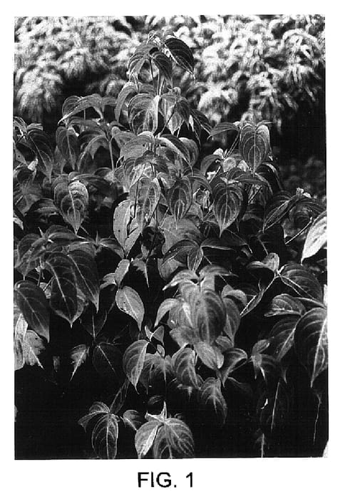 Figure 1 of US plant patent PP16129, the photograph of Madison printed in the patent.
