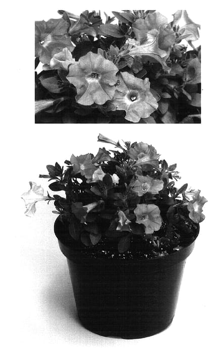 Figure 1 of US plant patent PP16130, the photograph of Petpo29 printed in the patent.