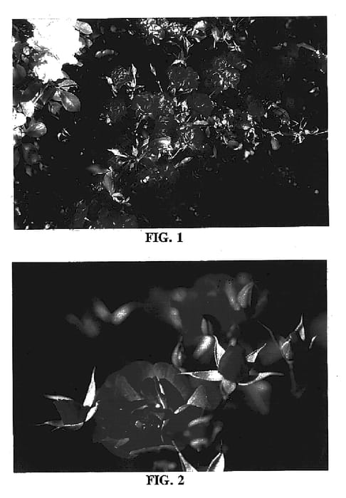 Figure 1 of US plant patent PP16131, the photograph of BAIfairy printed in the patent.